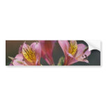 Pink Inca Lily flowers and meaning bumper stickers