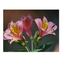 Pink Inca Lily flowers and meaning Post Cards