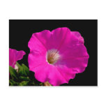 Pink Ipomoea Flower postcards