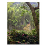 Pink Kagoshima-Iso Park, bamboo trees and roses fl Post Card
