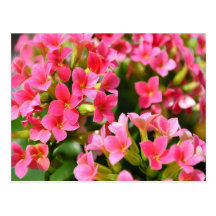 Pink Kalanchoes Post Cards