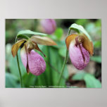 Pink Lady Slippers Flower Photography Poster Print