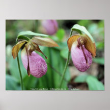 Pink Lady Slippers Flower Photography Poster Print