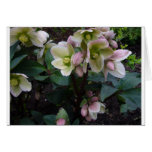 Pink Lenten Rose cards