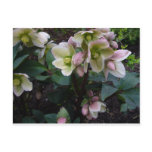 Pink Lenten Rose postcards
