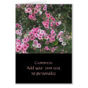Pink Leptospermum ~ Tea Tree cards