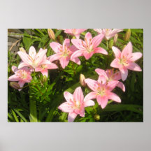 Pink Lilies Poster