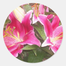 Pink Lilies Stickers
