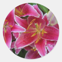 Pink Lilies with Water Droplets Stickers