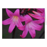 Pink Lillies Notecard