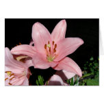 Pink Lilly cards