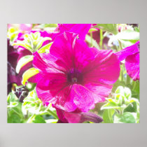 Pink Lilly Print