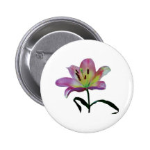 Pink Lily