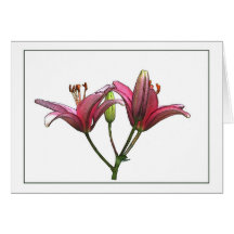 Pink Lily Botanical Note Card