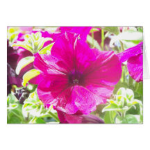 Pink Lily Card