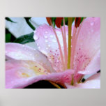 Pink Lily Close Up posters