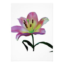 Pink Lily Custom Announcement