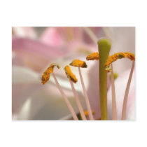 Pink Lily Macro Postcard