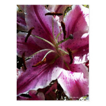 Pink Lily postcards
