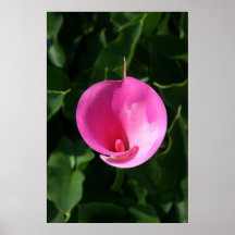Pink lily print