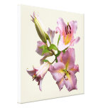 Pink Lily Quartet Gallery Wrap Canvas