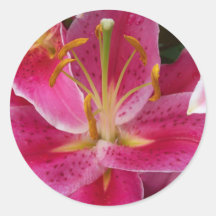 Pink Lily with Water Droplets Stickers