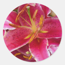 Pink Lily with Water Droplets Stickers