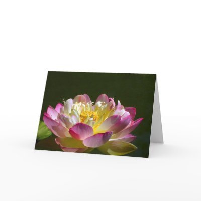 Pink Lotus Flower Greeting Cards by MovingLight