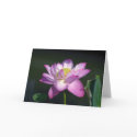 Pink Lotus Flower cards