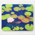 Pink Lotus Flower floating with lily pads on pond