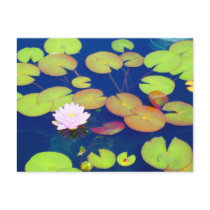 Pink Lotus Flower floating with lily pads on pond