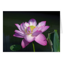 Pink Lotus Flower Greeting Cards