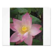 Pink Lotus Flower Photo Art