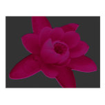 Pink Lotus Flower Post Cards