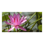 Pink lotus photo cards