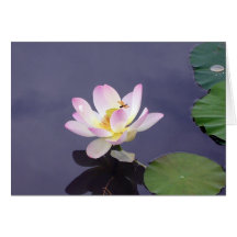 Pink Lotus with Dragon Fly Cards