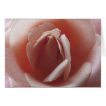PINK MACRO ROSE CARDS