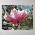 Pink Magnolias Flower Photography Poster Print