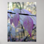Pink Majesty, S Cyr Print