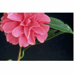 Pink Marigold photo sculptures