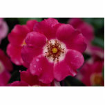 Pink Meidiland (tm) Shrub Rose 'Meipoque' Roses Photo Cut Out