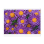 Pink Michaelmas Daisy postcards