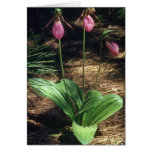 Pink Moccasin flowers flowers Greeting Card
