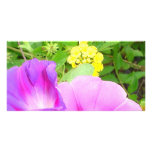 Pink Morning Glories Growing by Yellow Lantana photo cards
