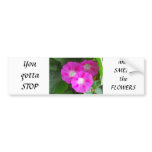 Pink Morning Glories Trio Bumper Stickers