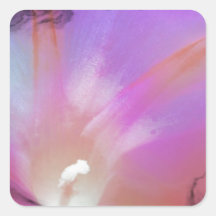 Pink Morning Glory Sticker