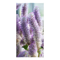 Pink Mulla Mulla Photo Card