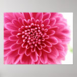 Pink Mum posters