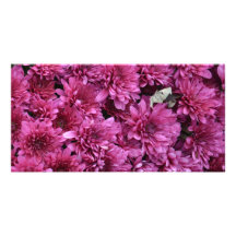 Pink Mums Blank Note Cards Photo Card