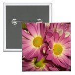 Pink Mums Pinback Button